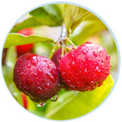 acerola-cherry