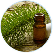 horsetail-extract